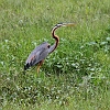 J01_1913 Purple Heron